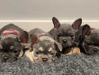 Adorable Pedigree French Bulldog Puppies Available Soon