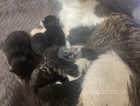 Six beautiful kittens