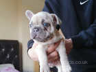 Stunning male French bulldog pup 6 weeks old looking for 5* home