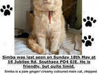 Missing cat, Southsea, Hants