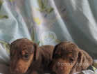 Miniature dachshund puppies available