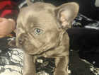 Beautiful frenchie girl 8 weeks old