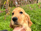 Beautiful litter of golden Irish puppies available