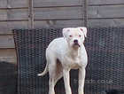 6.5 month female pup looking for a forever home! Staff X American Bulldog