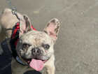 French bull dog