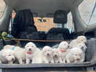 9 rare Turkish sheep dog puppies (livestock guardian breed)
