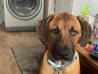Mallonis cross mastiff
