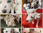 Pedigree Dalmatian KC registered puppies for sale