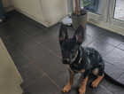 4 months old German shepard. Fully vaccinated