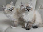 Tica Registered pure bred Ragdoll kittens available for sale