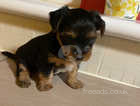1 mini yorkshire terrier puppy