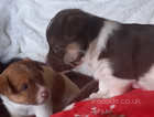 Jack Russell puppies 6 weeks old.