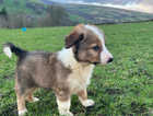 Welsh Collie Pups Now Ready