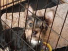 Male chorkie pup