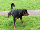 15 month old Rottweiler male