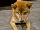 Beautiful KC Japanese Shiba Inu puppy (rehome)