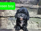 F1 Toy Cavapoo Pups for Sale- ready to leave now!