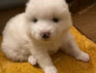 Beautiful KC registered Samoyed puppy