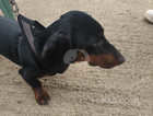 10 month old male Dachshund for sale