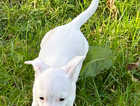 Miniature pure white jack Russell