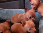 Chorkie mini Puppies 3 boys and 1 girl born 5 March