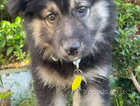 German shepherd x malamute puppy