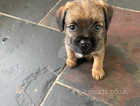 One grizzle and tan male KC registered border terrier available SLEM clear