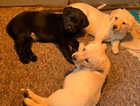 Chunky KC Labrador Puppies