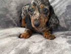 Puppies ( 2 boys available )