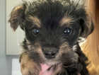 2x Chorkie puppies for sale
