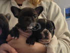 2 -- male French bulldogs for sale