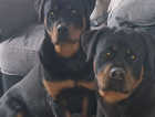 Rottweiler pups ready may 3rd only 1  girls  left