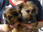 Yorkshire Terriers 2