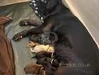 Beautiful Labrador Retriever Puppies - Cheshire