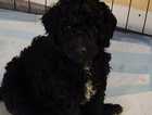 Standard Poodle Puppies Males..£900 - Females...£900 READY NOW