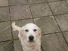 Kc registered 14 month old golden retriever
