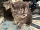 Maine Coon Solid Blue and Black smoke kittens