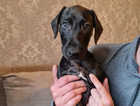 Last 1 Saluki whippet x Bull grey pup 9 wk ready to.leave