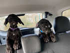 GREAT DANE PUPPIES! Vaccinated and toilet trained