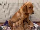 Beautiful litter of Red fox/yellow Labradors ready for there new homes 24th May viewing is highly recommend