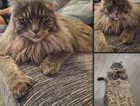 Missing cat