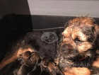 Border terriers for sale