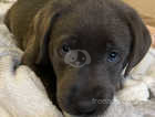 6 Week Old Stunning K.C Silver & Charcoal Labrador Puppies