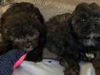 STUNNING LITTLE TOY POODLE X SHIHTZU PUPPIES
