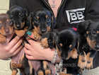 Ready now miniature dachshund puppies