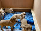 *Ready Saturday 27th April* Beautiful Lab Pups