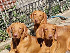 Beautiful Hungarian Vizsla