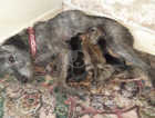 8 beautiful bedlinton whippet xbull whippet pups need rehoming.