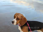 Beagle for sale 1 year old