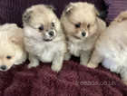 Stunning litter of 4 tiny cream teddy Pomeranians
